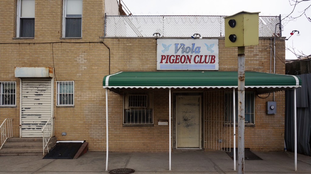 STOREFRONT - Viola Pigeon Club