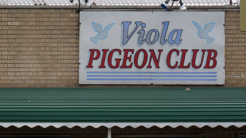 Viola Pigeon Club DETAIL