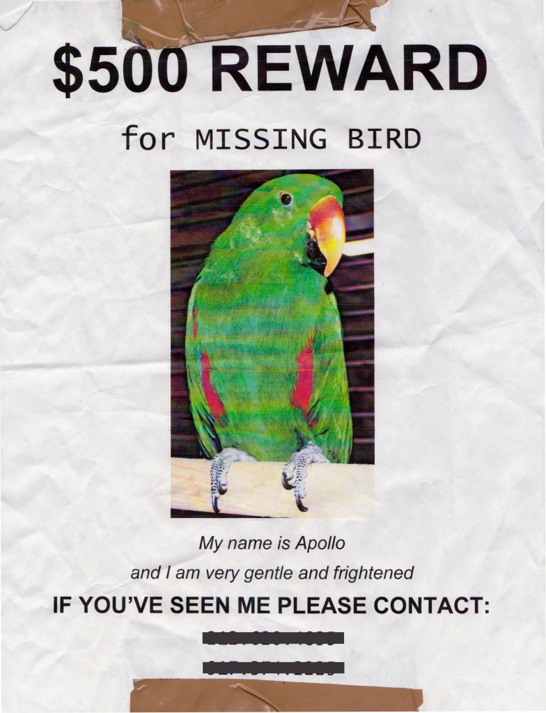 apollo missing bird flyer